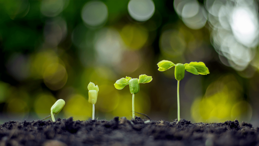 growing a garden of niche sites